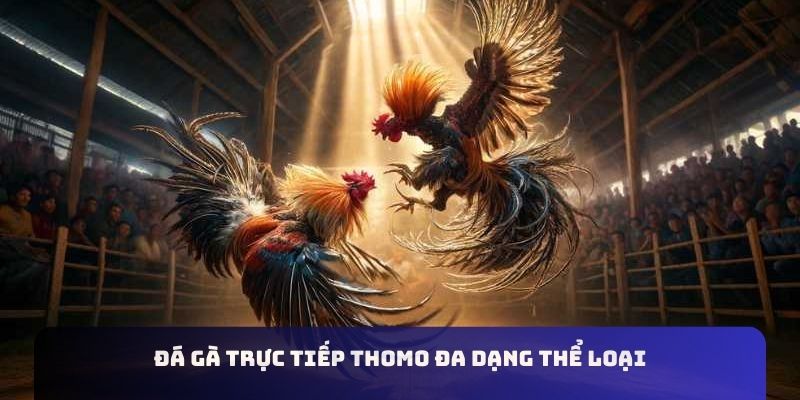 Đá gà trực tiếp Thomo đa dạng thể loại