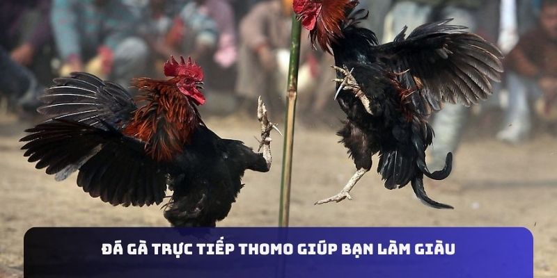 Đá gà trực tiếp Thomo giúp bạn làm giàu