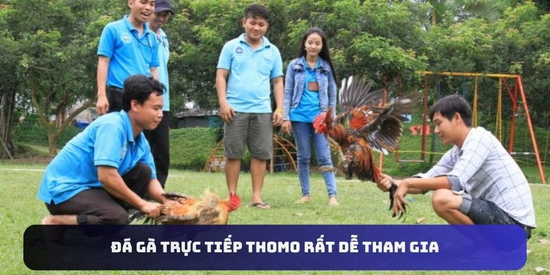 Đá gà trực tiếp Thomo rất dễ tham gia