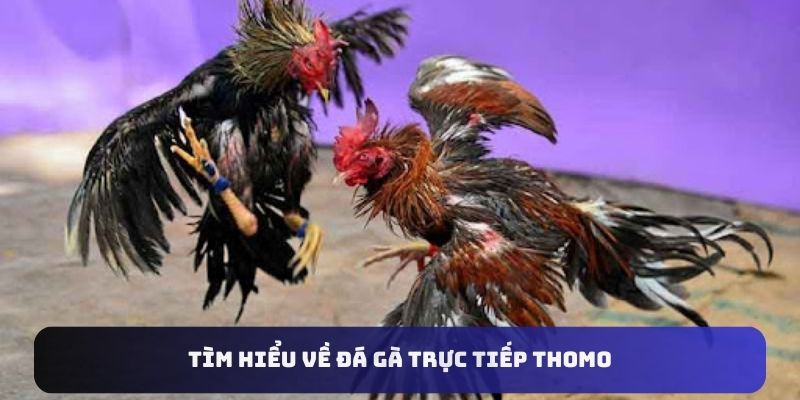 Tìm hiểu về đá gà trực tiếp Thomo